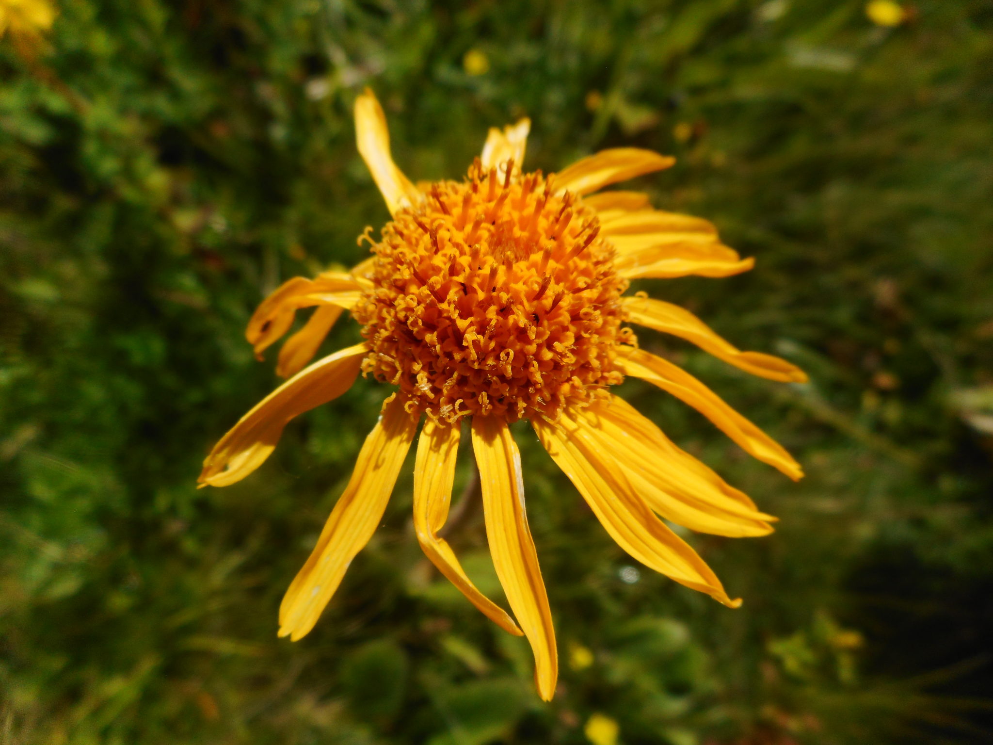 Balade découverte des plantes de montagne – Image 2