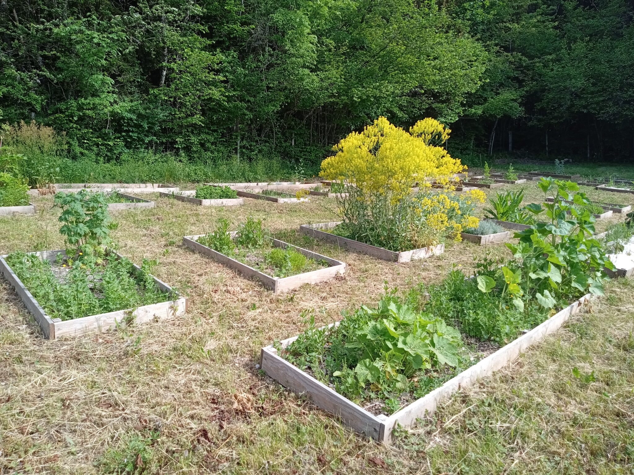 Stage Créer son jardin médicinal