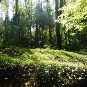 Bain de forêt