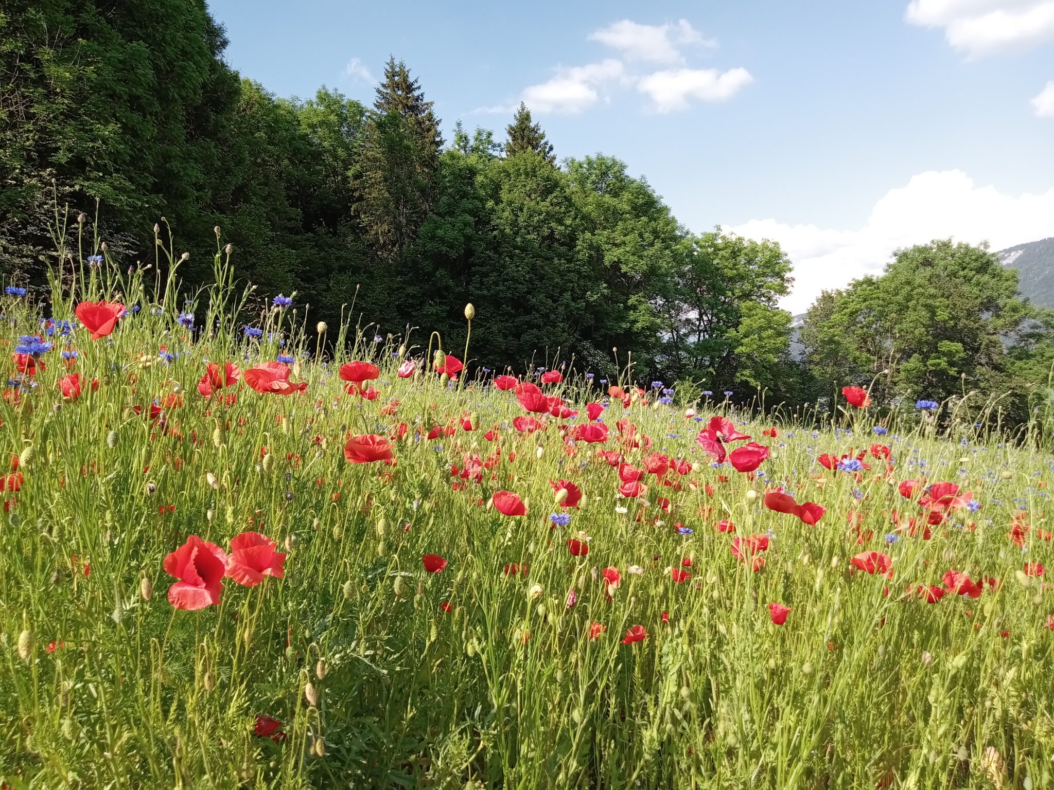Cycle : Se soigner avec les plantes – Image 2