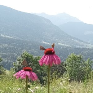 Cycle : Se soigner avec les plantes