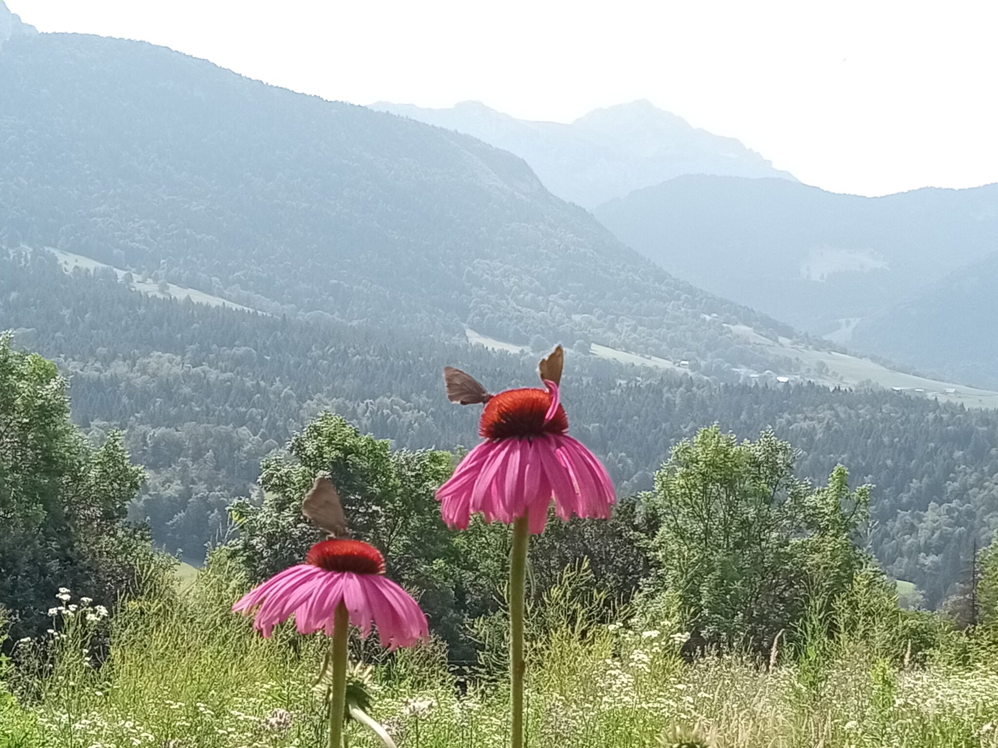 Cycle : Se soigner avec les plantes