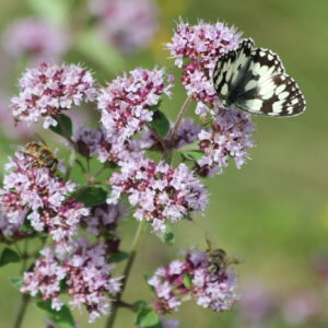 Le monde des papillons