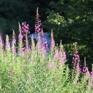 Balade découverte des plantes sauvages au fil des saisons