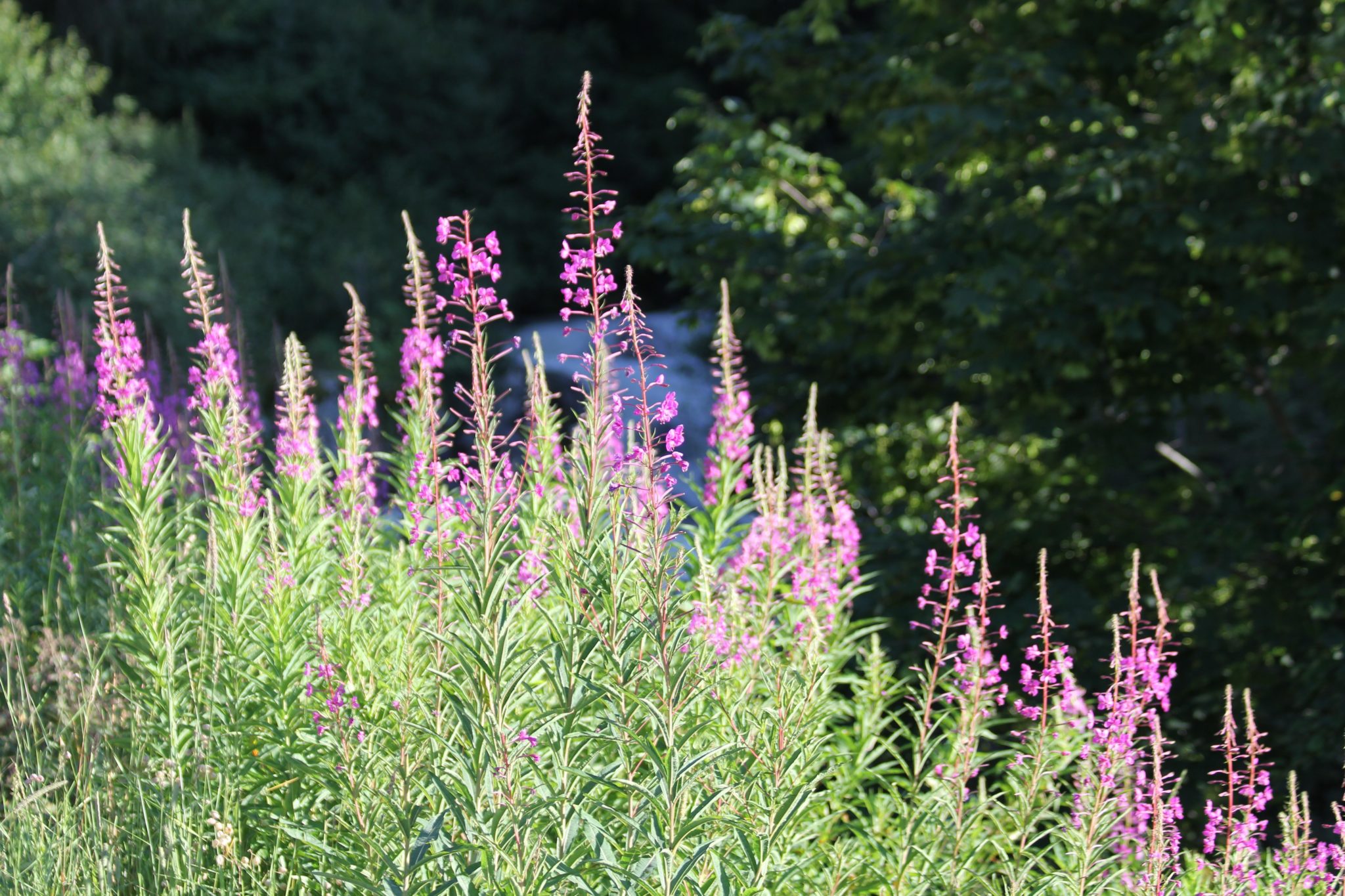 Balade découverte des plantes sauvages au fil des saisons