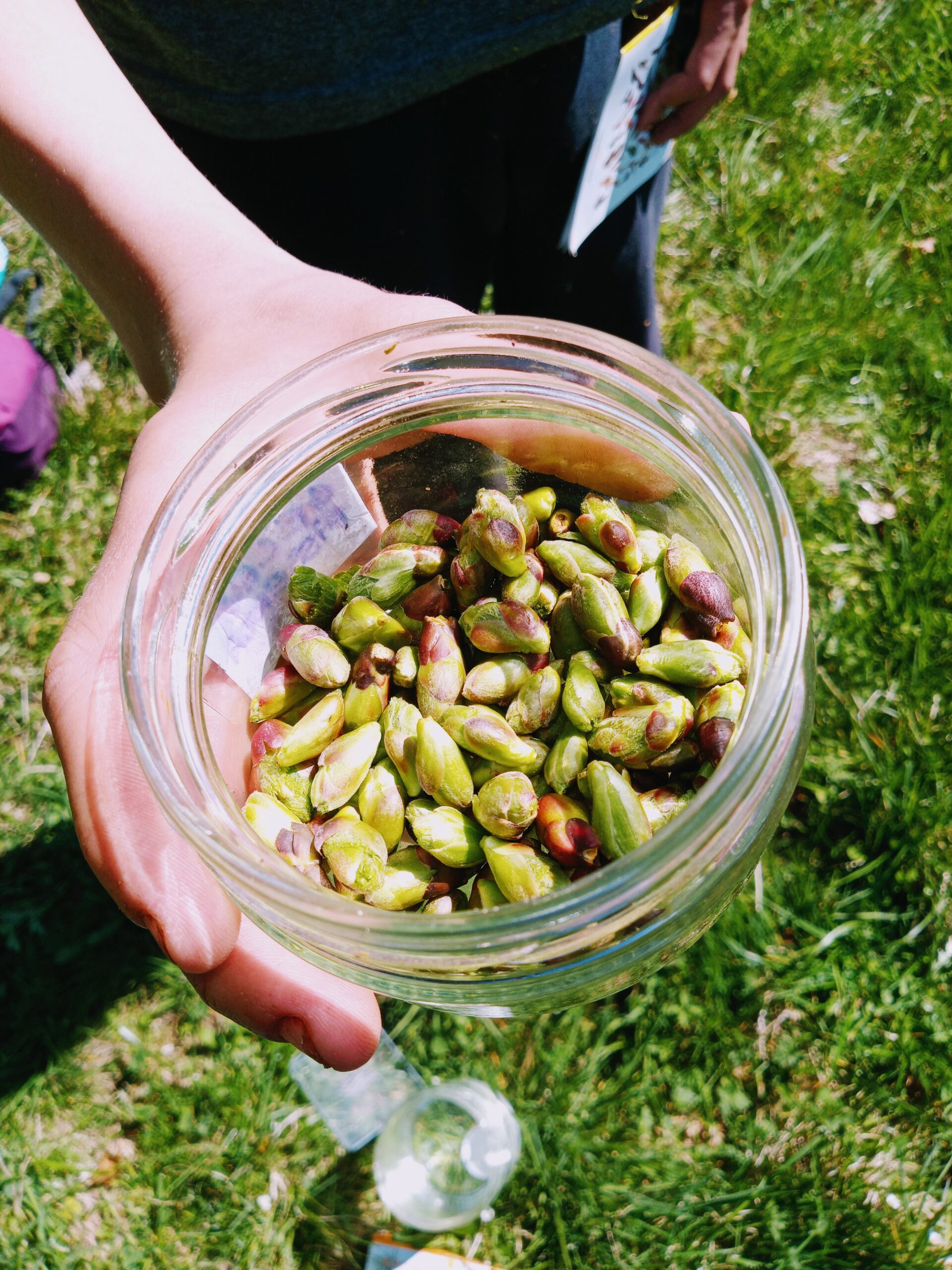 Stage gemmothérapie – Image 2